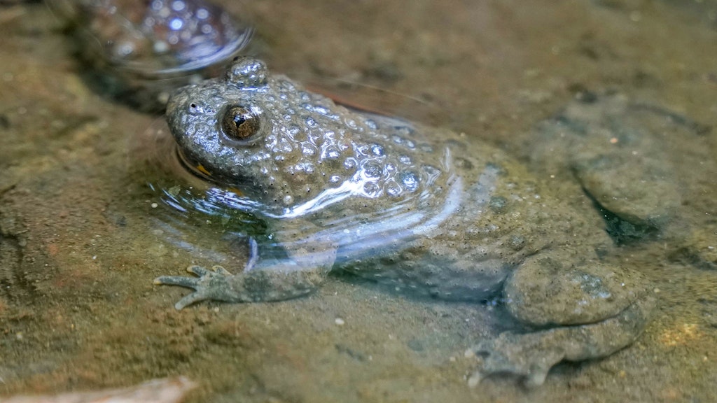 In grado di mimetizzarsi nell’ambiente circostante, se avverte un pericolo immediato, l’ululone dal ventre giallo si gira sul dorso e mostra il vivace ventre giallo e nero per spaventare i predatori.