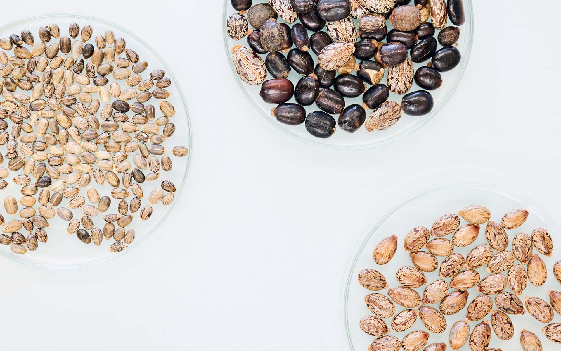 Rizinsamen liegen in einen Behälter