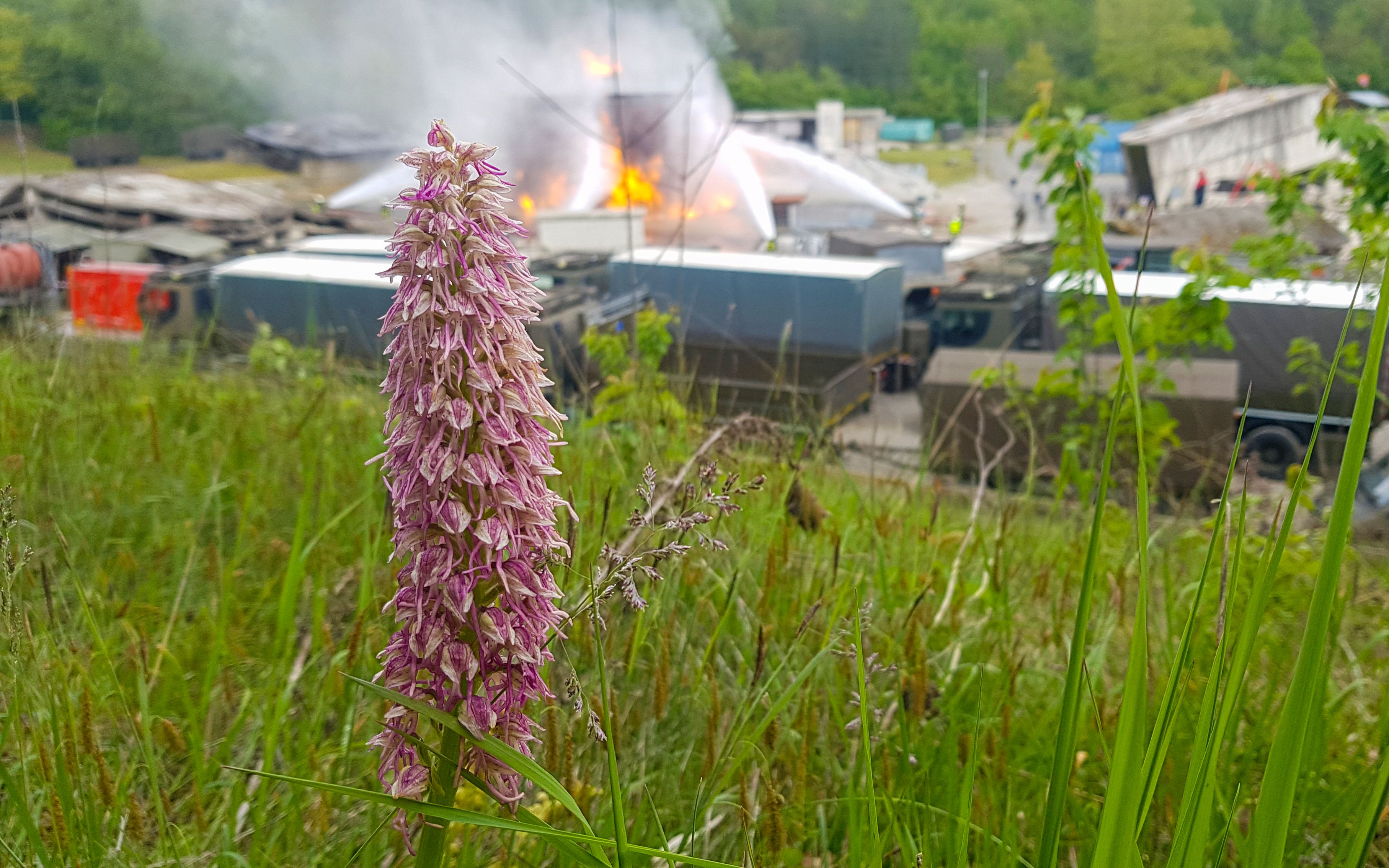 Orchidee auf dem Waffenplatz Genf