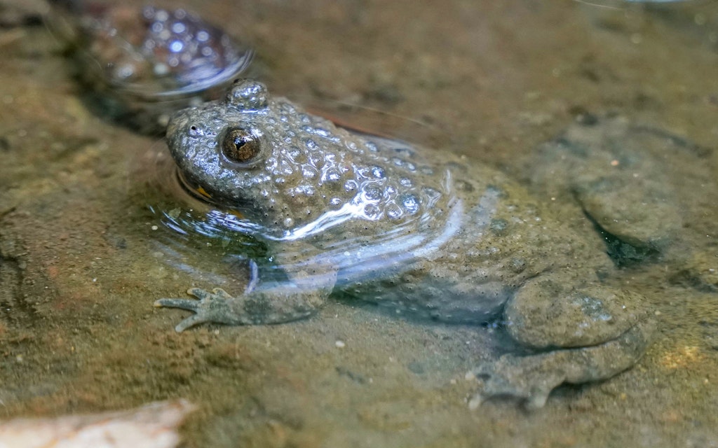 Normalerweise gut getarnt, wirft sich die Gelbbauchunke bei unmittelbarer Gefahr auf den Rücken und drückt zur Abschreckung ihren leuchtend gelb-schwarzen Bauch nach oben. 