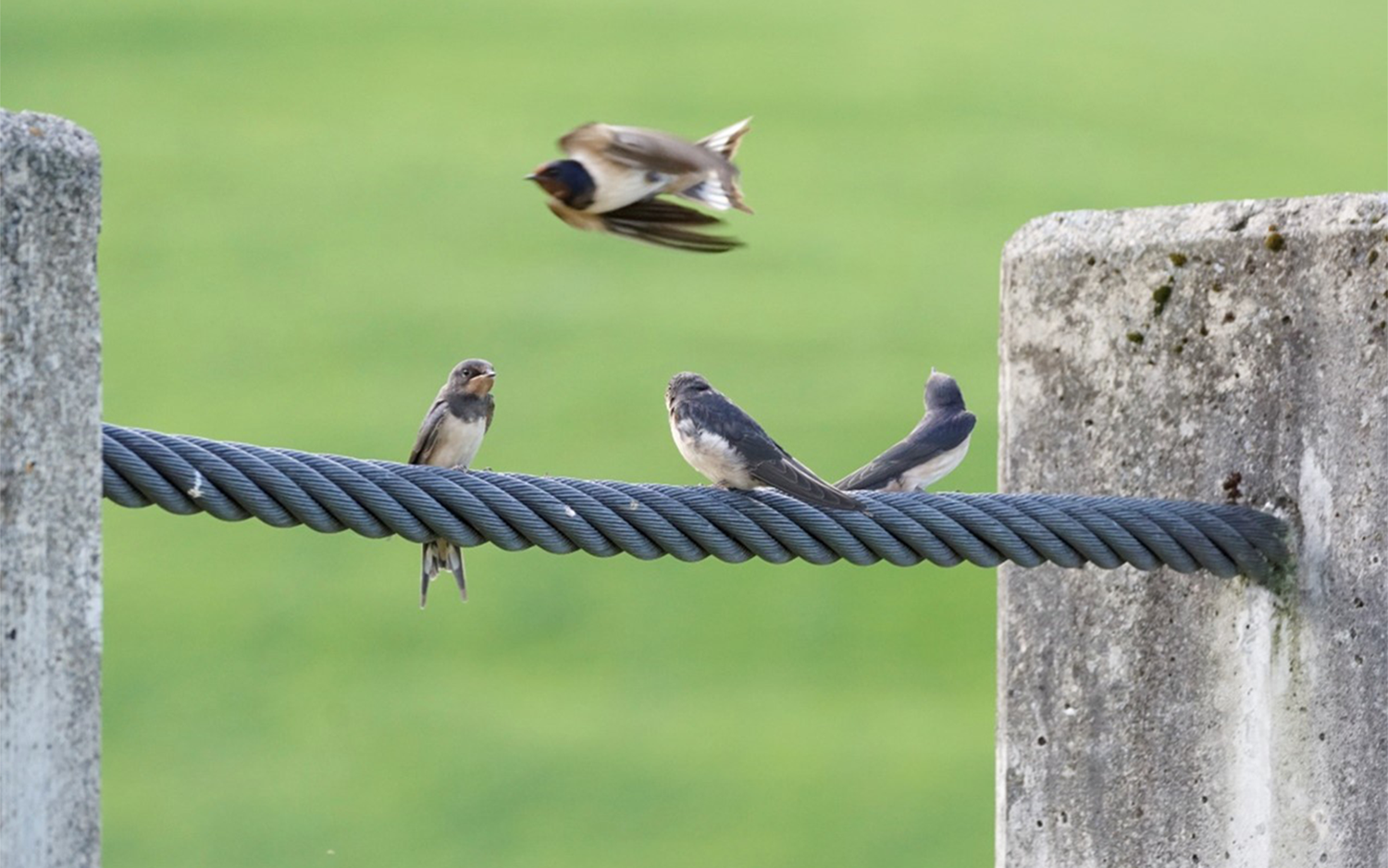 Young barn swallows perch on a battlefield at the Altmatt shooting range in Rothenthurm (SZ).