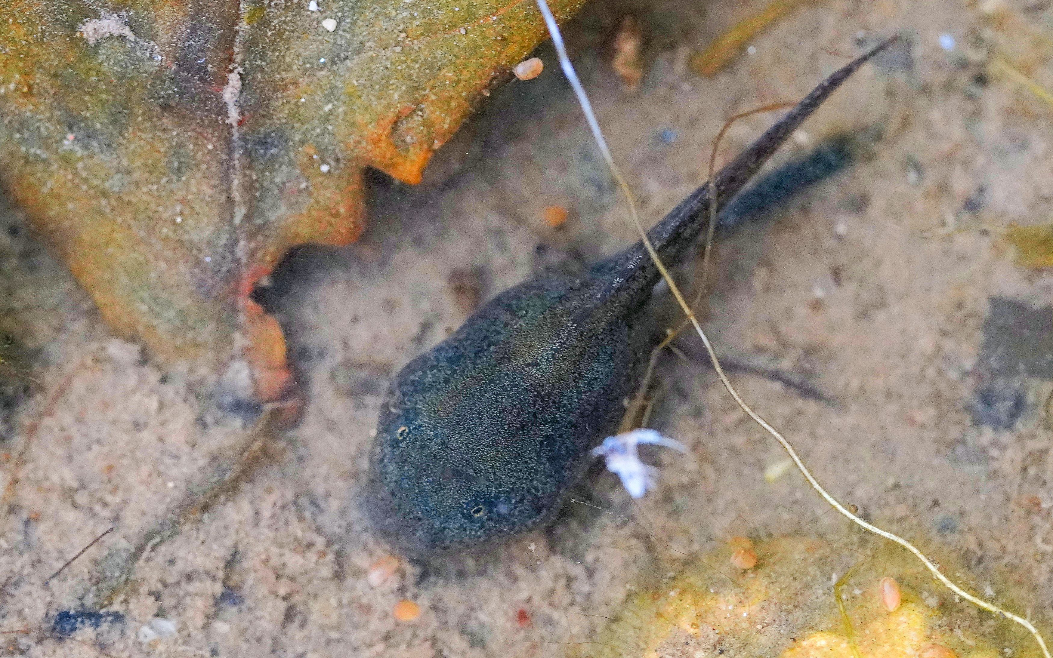 The young of the yellow-bellied toad are in the newly created wetlands.