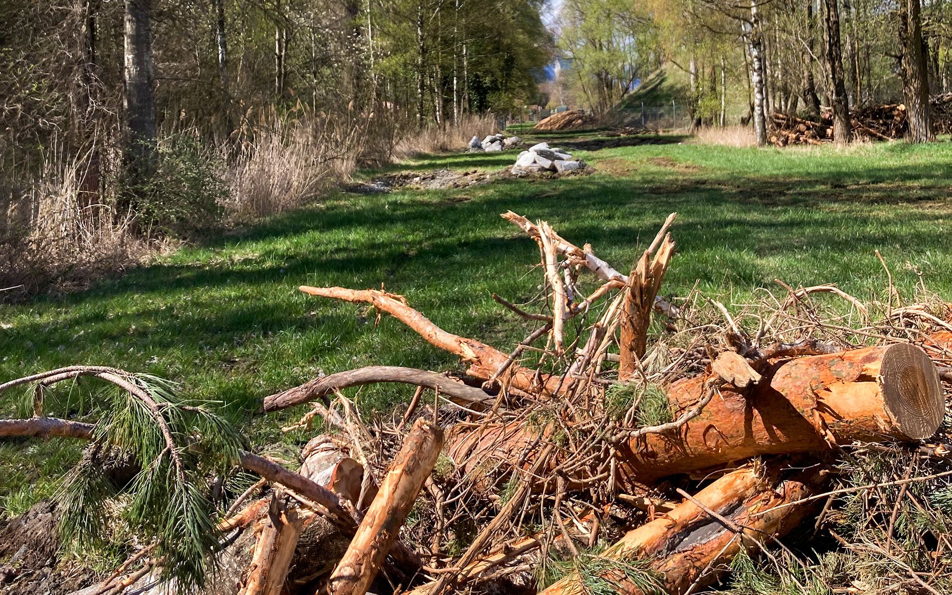 View looking towards the branch piles and smaller ponds in the background. 