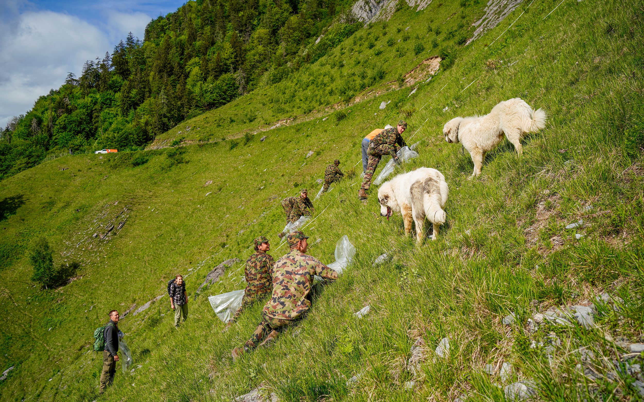 The selective removal of flammable meadow plants, such as bracken, counteracts the risk of major fires on the dry Calanda target slope.