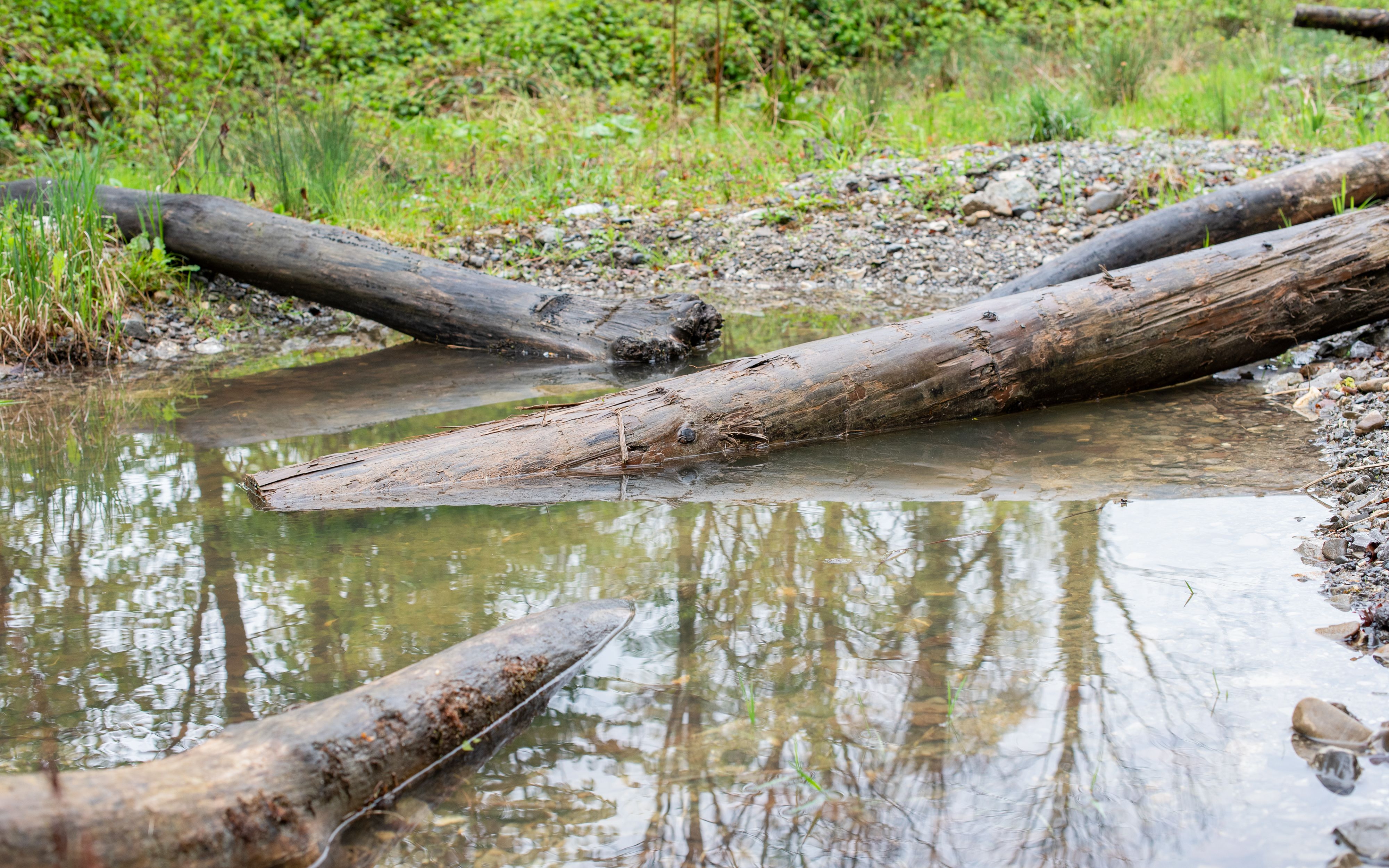 Newly created branch piles and rootstocks offer shelter for the local amphibians.