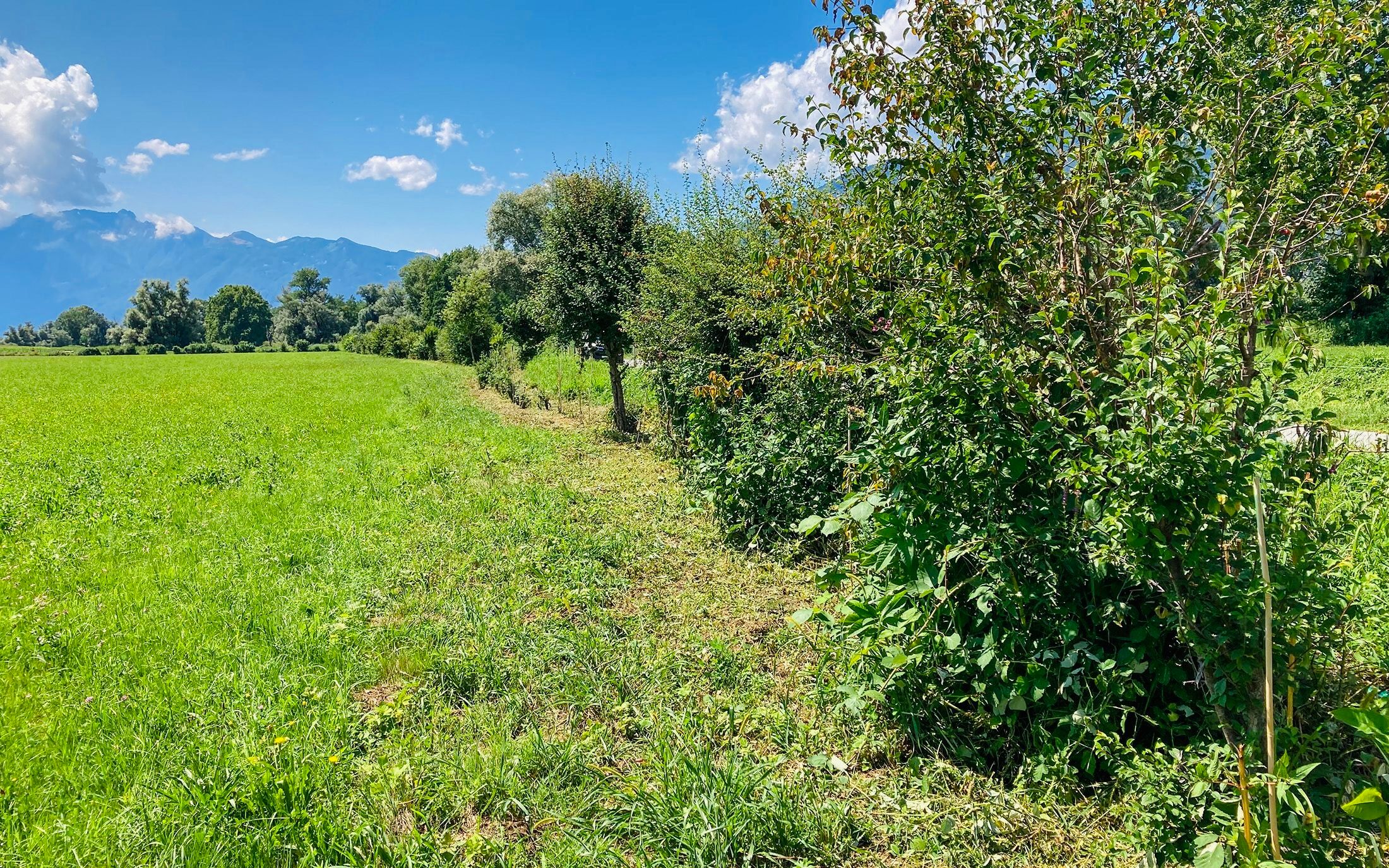 Image de la haie à Magadino