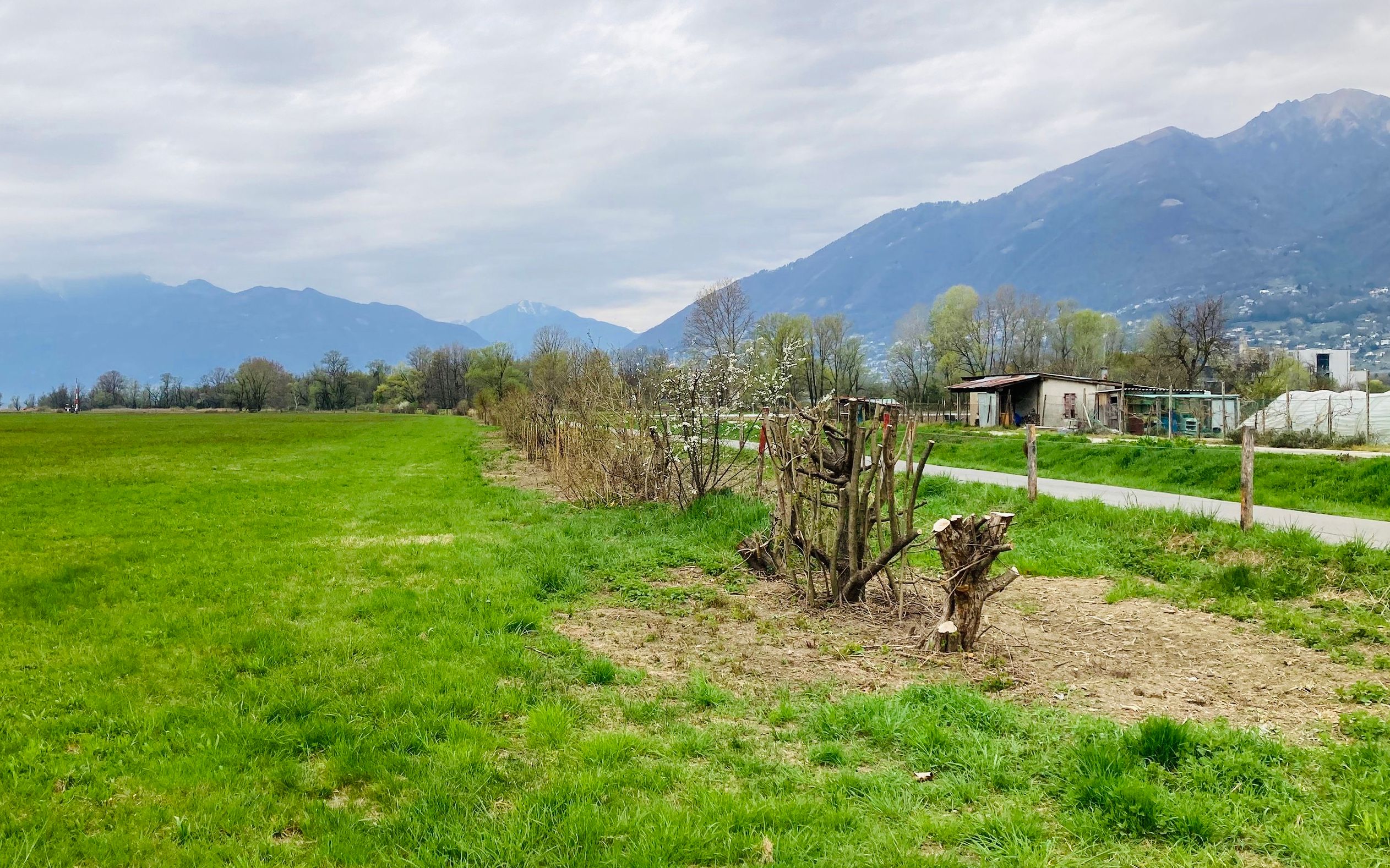 Image de la haie à Magadino après l’intervention