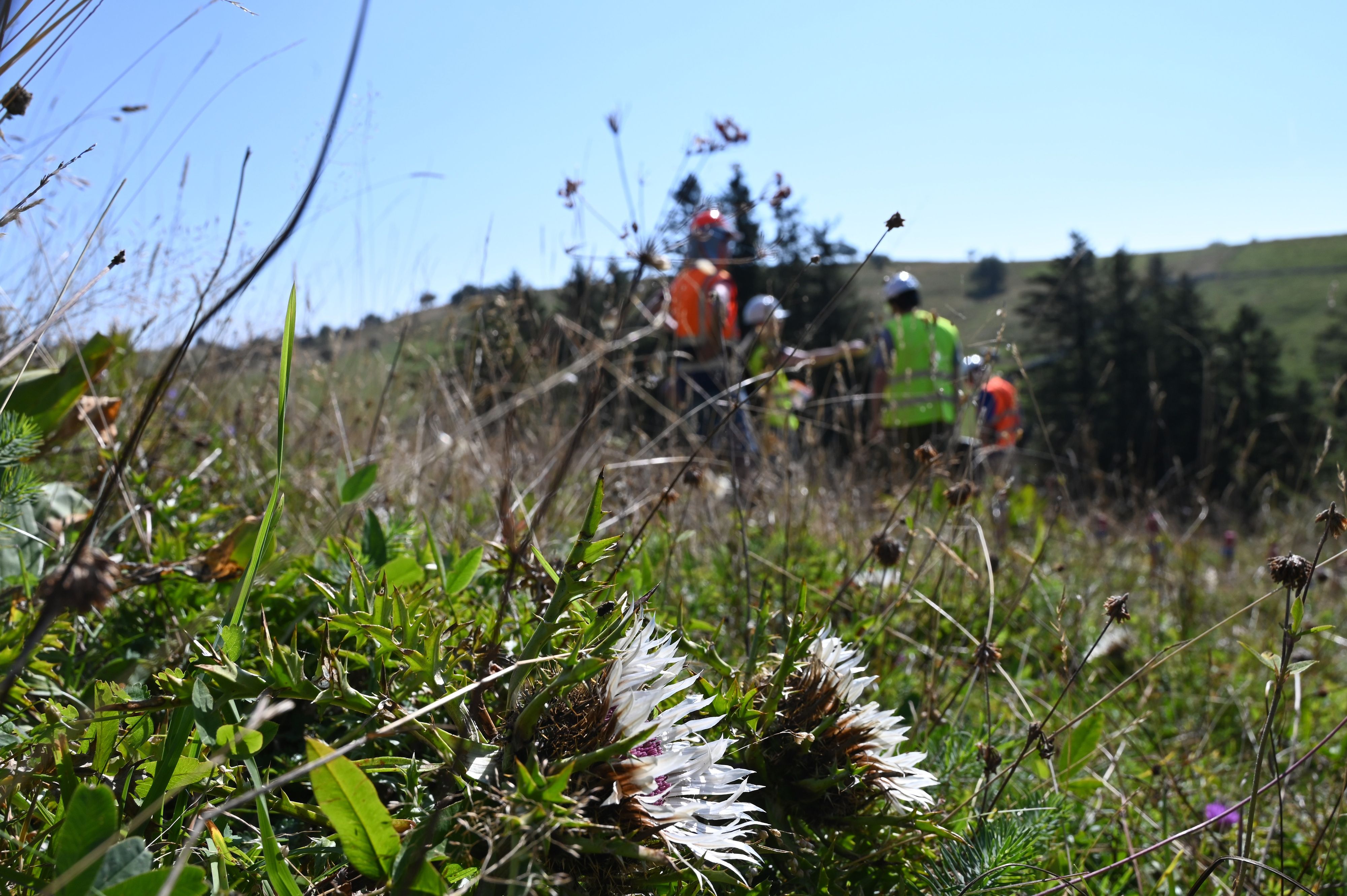 Les prairies sèches, qui abritent jusqu’à 100 espèces de végétaux par are, représentent la formation végétale la plus riche en espèces de Suisse. 