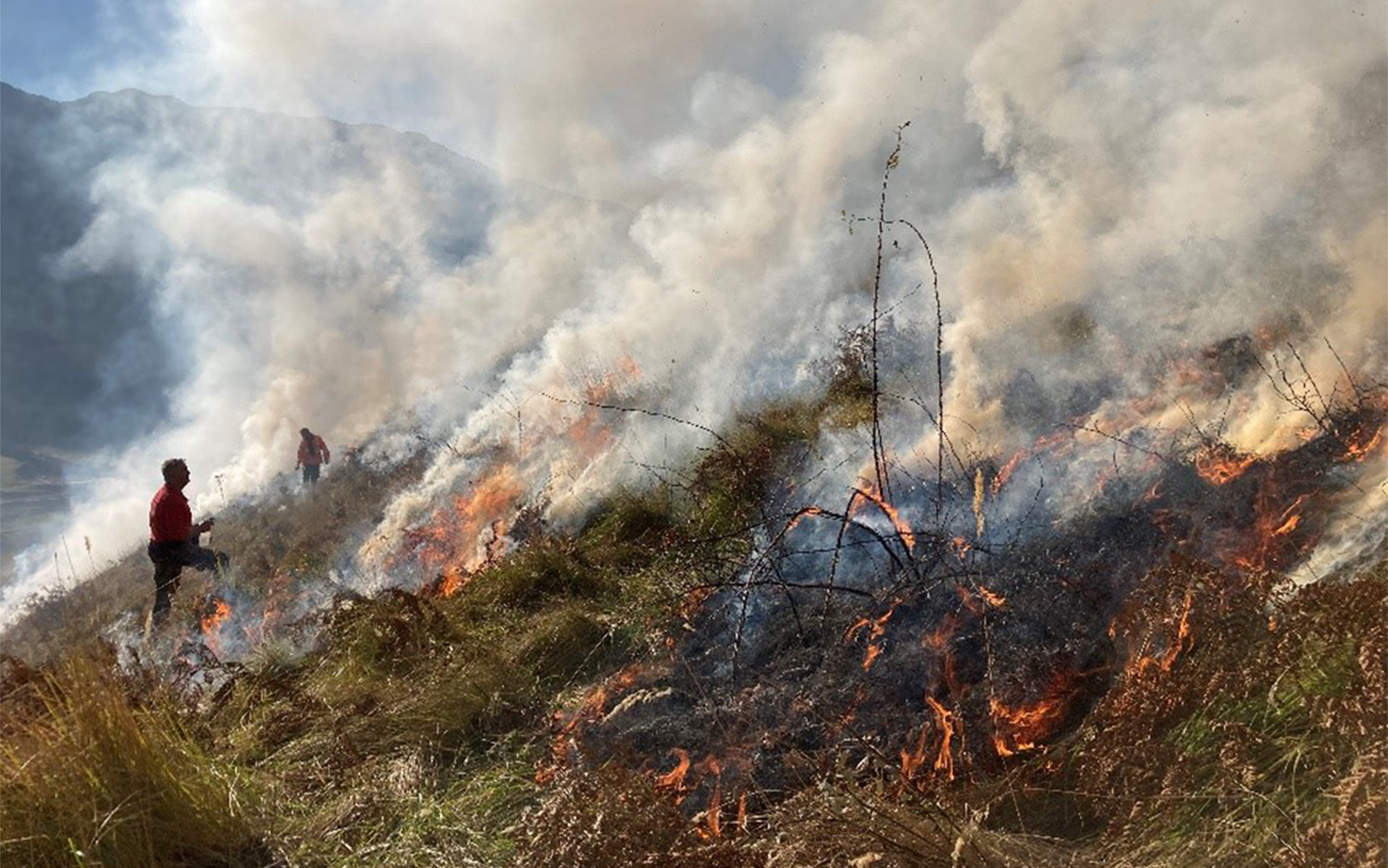 Afin d'éviter un autre grand incendie comme celui de 1940, des brûlages contrôlés de végétation sèche ont lieu en hiver lorsque les conditions météorologiques sont favorables.