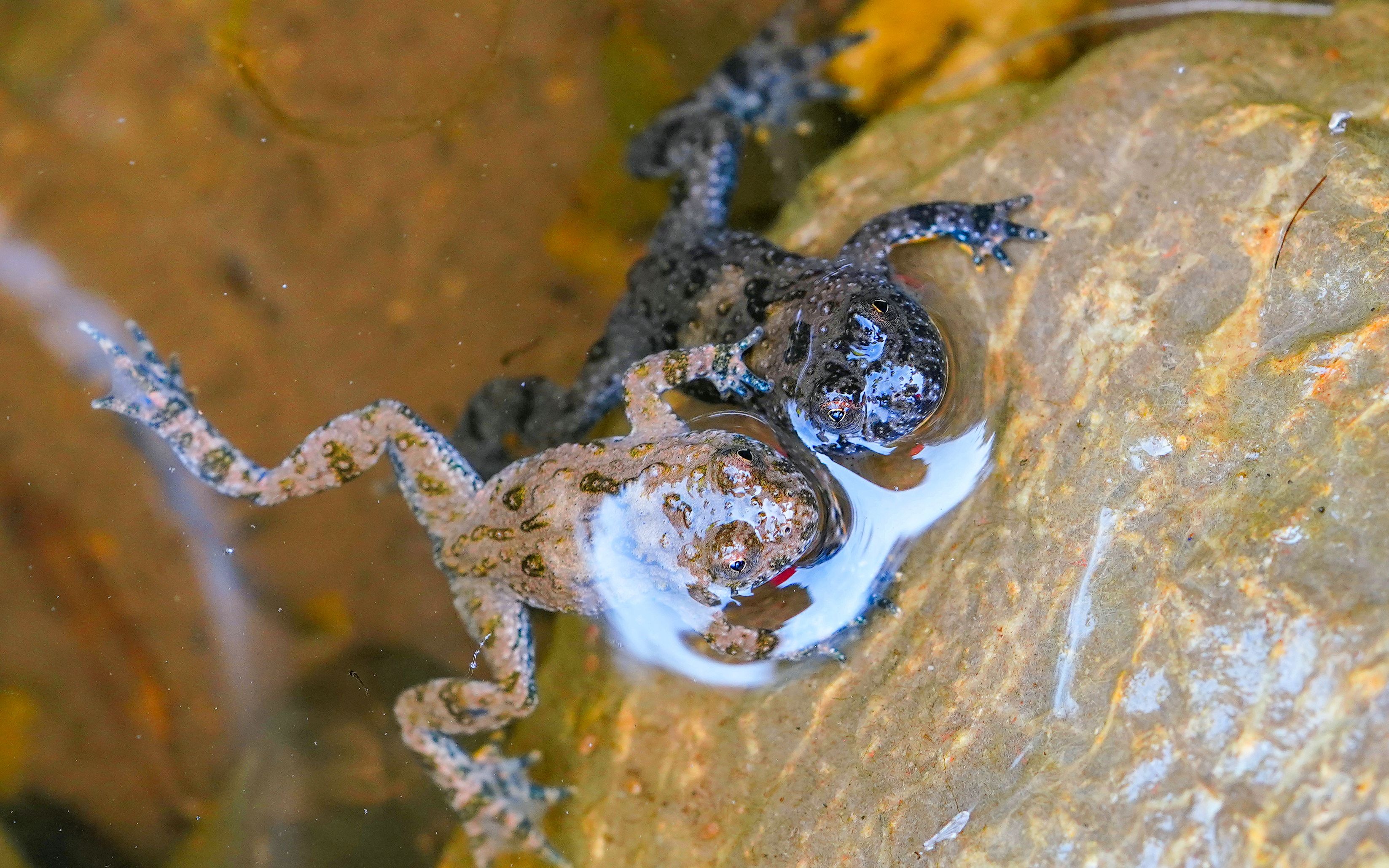 à gauche: une femelle, à droite: un mâle