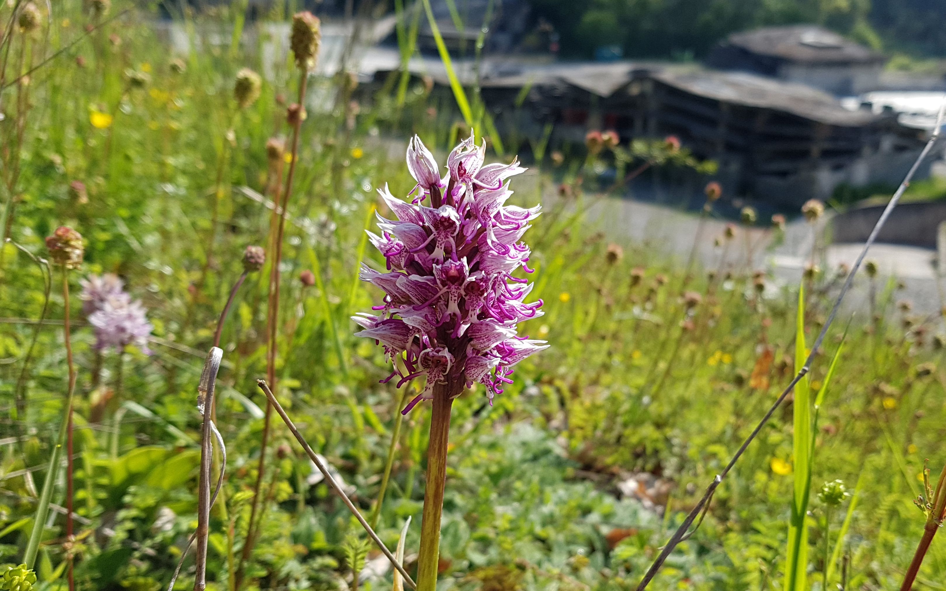 Orchidea all'armeria di Ginevra