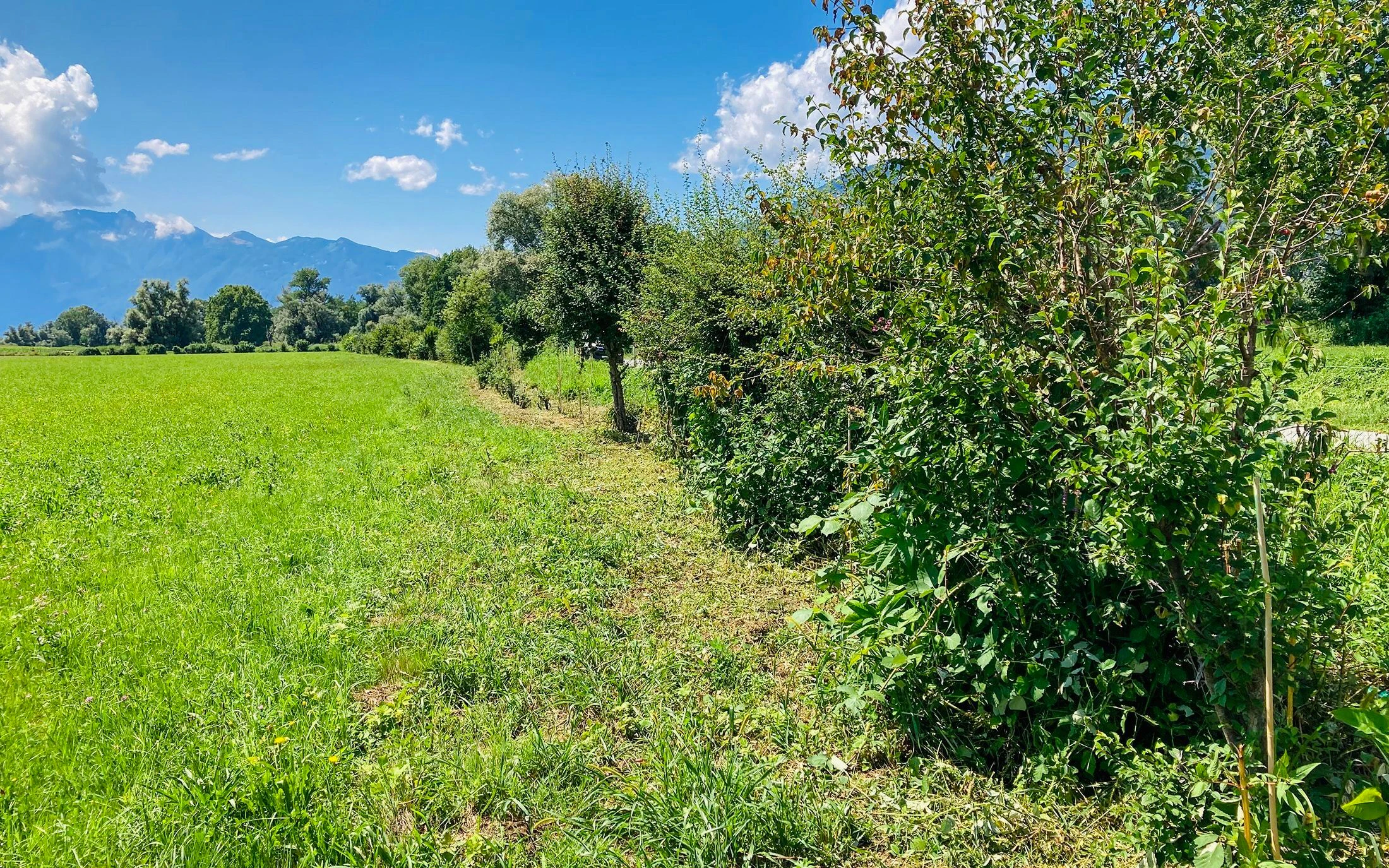 Immagine della siepe a Magadino dopo il periodo di recupero 