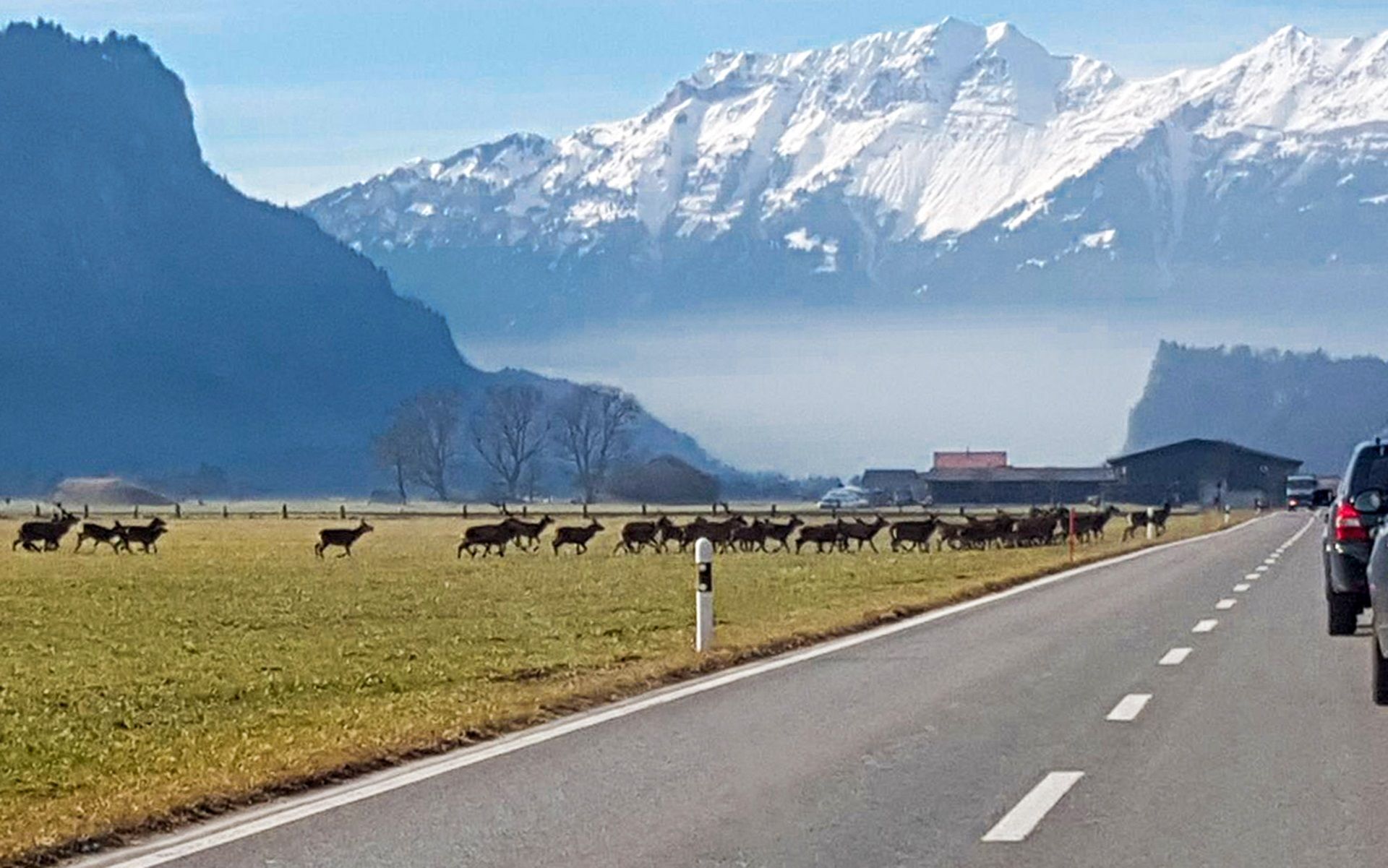 Dall'inverno 2024, il sistema di allarme per la fauna selvatica è in funzione in modo completamente automatico e sta dando i suoi frutti: nella stagione invernale in corso si è registrato il 75% di incidenti in meno.