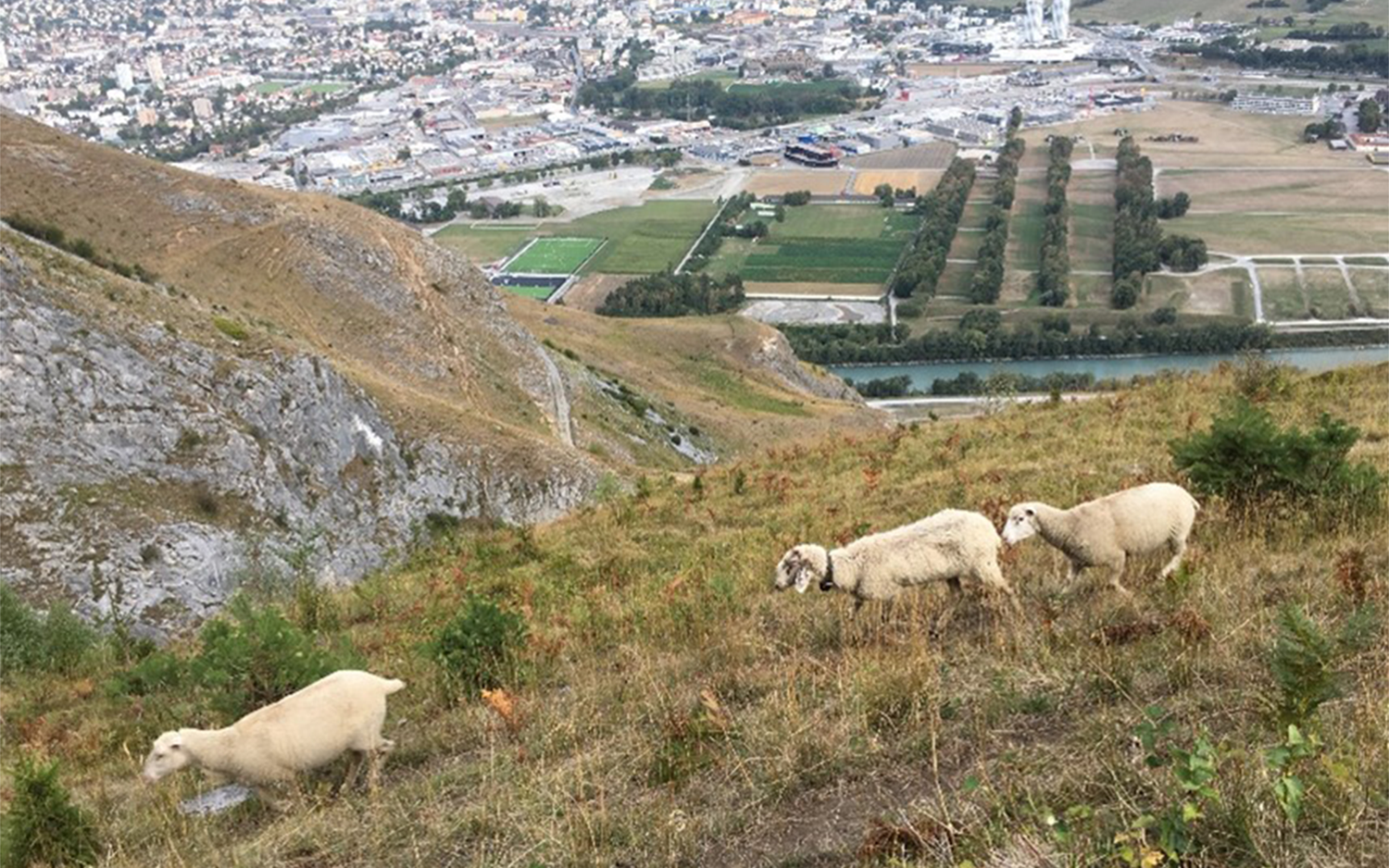 Le pecore mangiano le piante secche dei prati e riducono così in modo significativo il materiale combustibile.