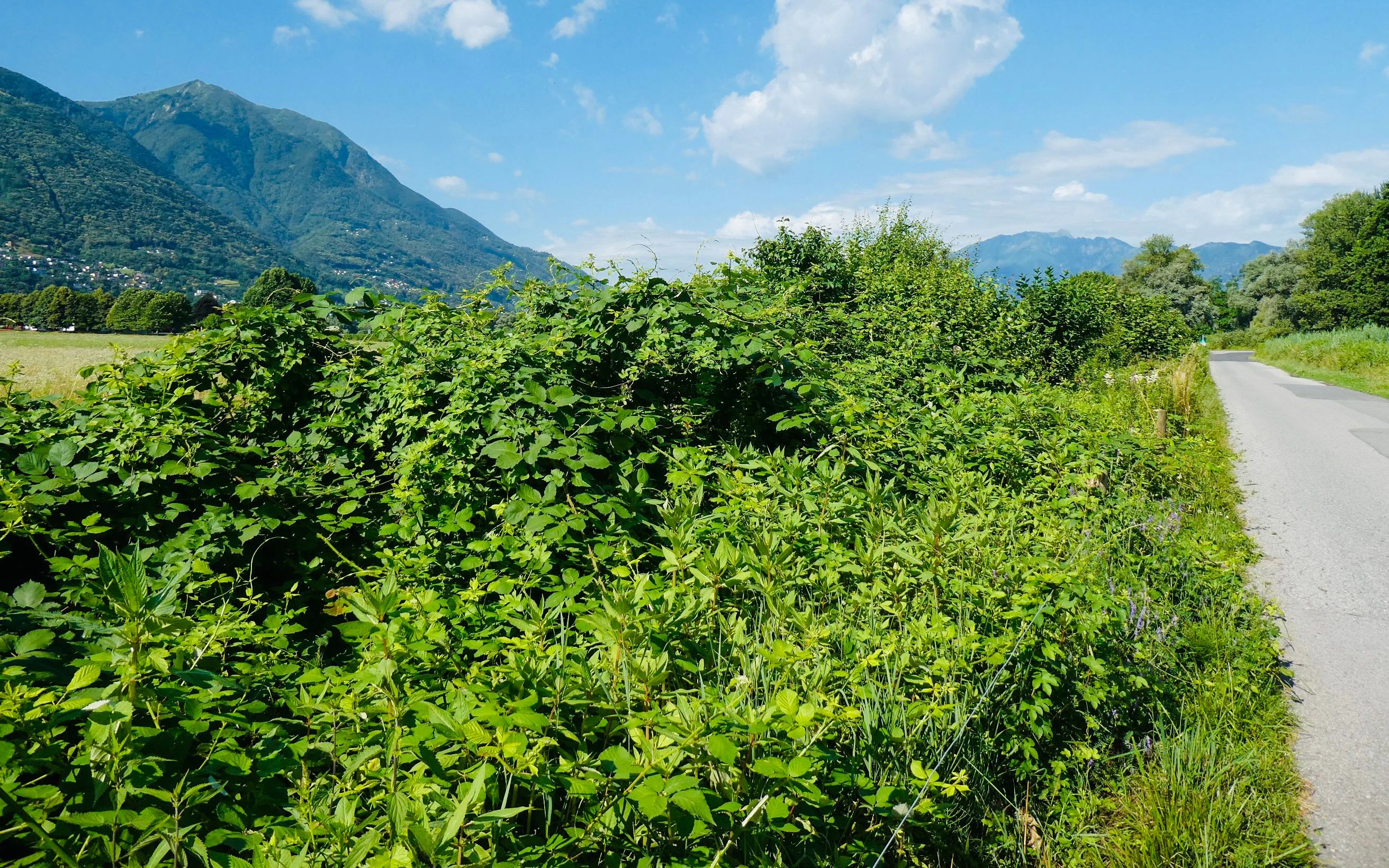 Immagine della siepe a Magadino prima dell’intervento 