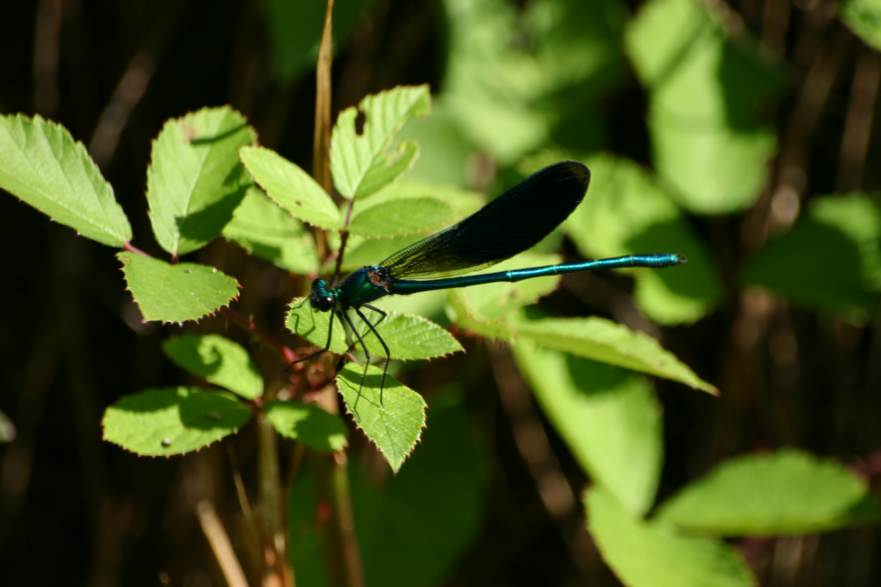 Una damigella verde scuro su una foglia