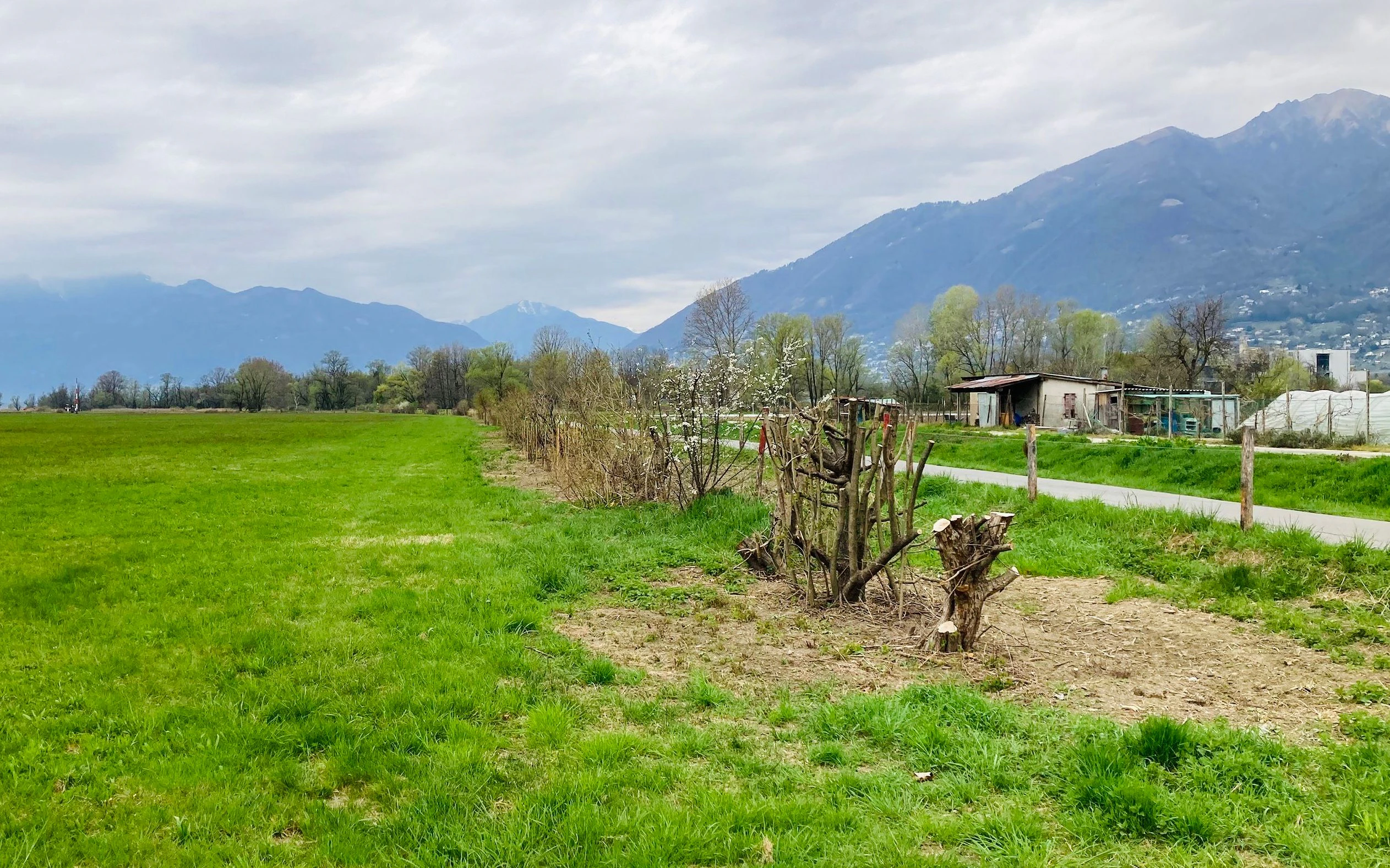 Immagine della siepe a Magadino dopo l’intervento 