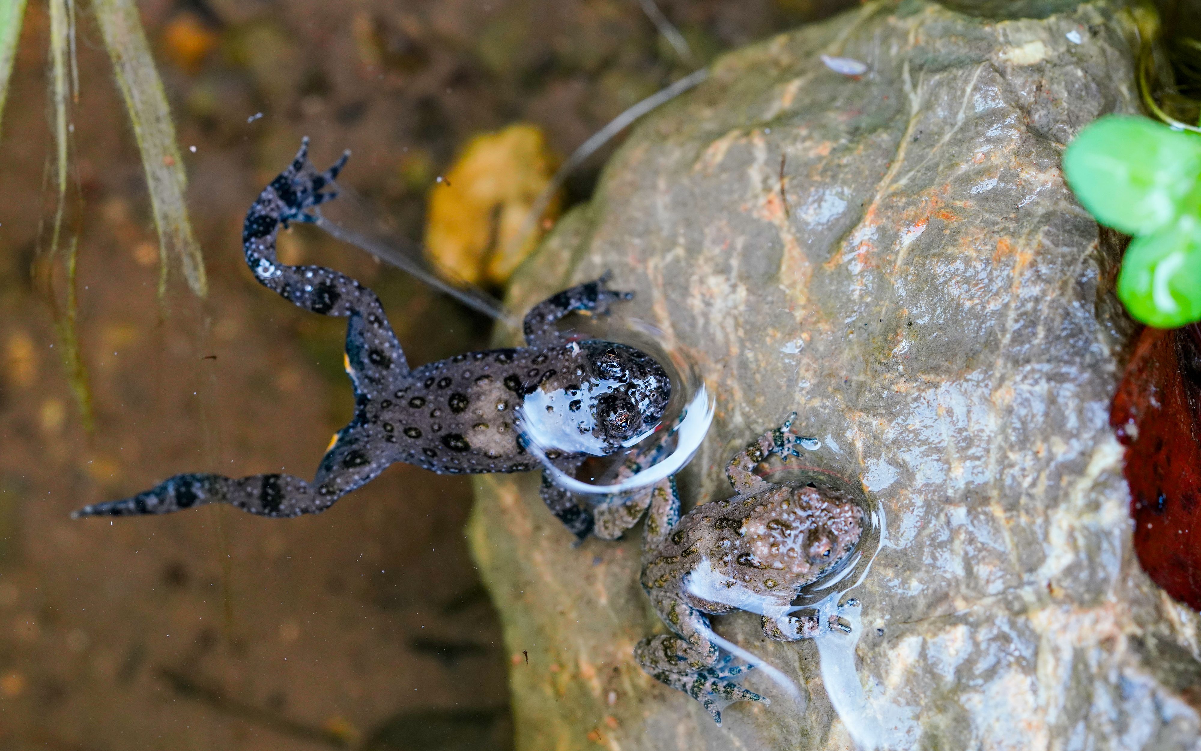 L’ululone dal ventre giallo, minacciato d’estinzione, nel nuovo biotopo umido.