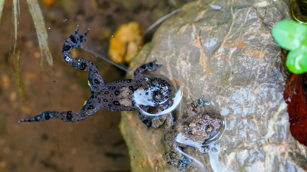 L’ululone dal ventre giallo, minacciato d’estinzione, nel nuovo biotopo umido.
